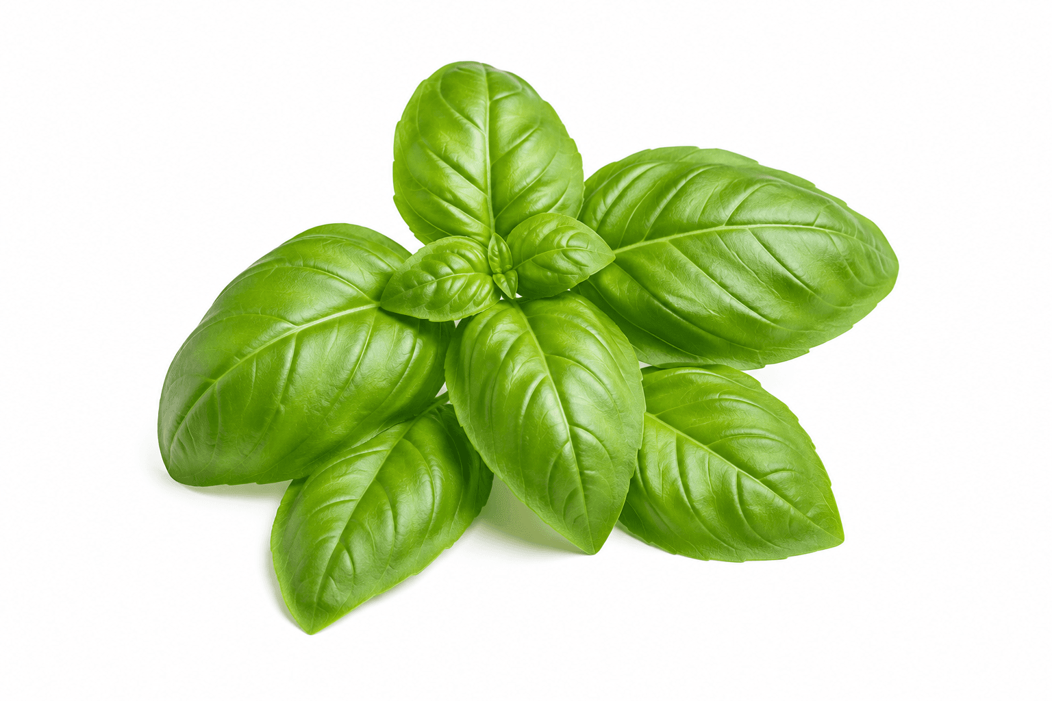 Premium Egyptian Basilic
